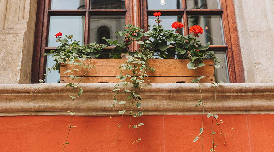 Flowerpower für die Fensterbank